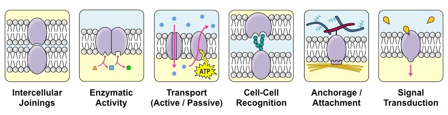 Cellemembranen